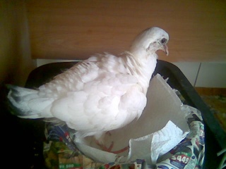 Blind Baby pigeon with Salmonella Image044