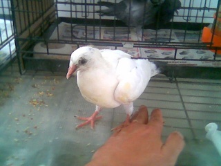 Blind Baby pigeon with Salmonella - Page 2 Image067