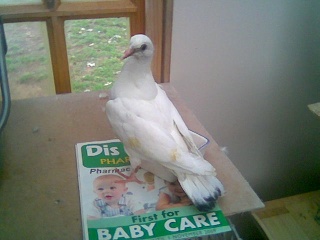Blind Baby pigeon with Salmonella - Page 3 Image091
