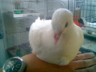 Blind Baby pigeon with Salmonella - Page 4 Image111