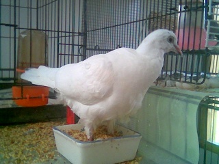 Blind Baby pigeon with Salmonella - Page 4 Image131