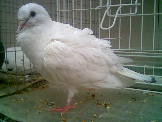 Blind Baby pigeon with Salmonella - Page 4 Image133