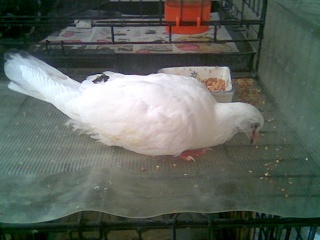 Blind Baby pigeon with Salmonella - Page 4 Image148