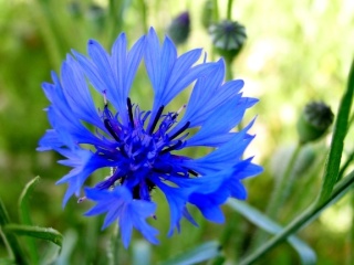 Le langage des fleurs Bleuet10
