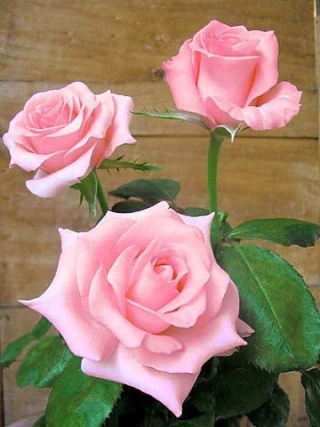 Le langage des fleurs Rose10