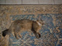le chat de la titenouvelle Dscf0014
