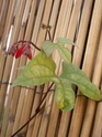 grimpante petites fleurs rouges mais encore? [Ipomoea coccinea] Pict8519