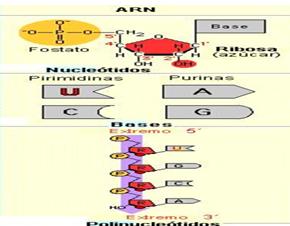 diferencias entre ADN y ARN Arn10