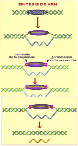 diferencias entre ADN y ARN Sintes11