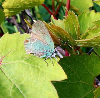 Faune des Pyrénées Orientales 10-05-52