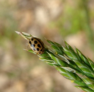 Insectes divers printemps / été 2013 (60 photos) 19-04-17