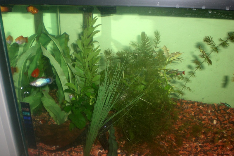 My community freshwater tank Tank410