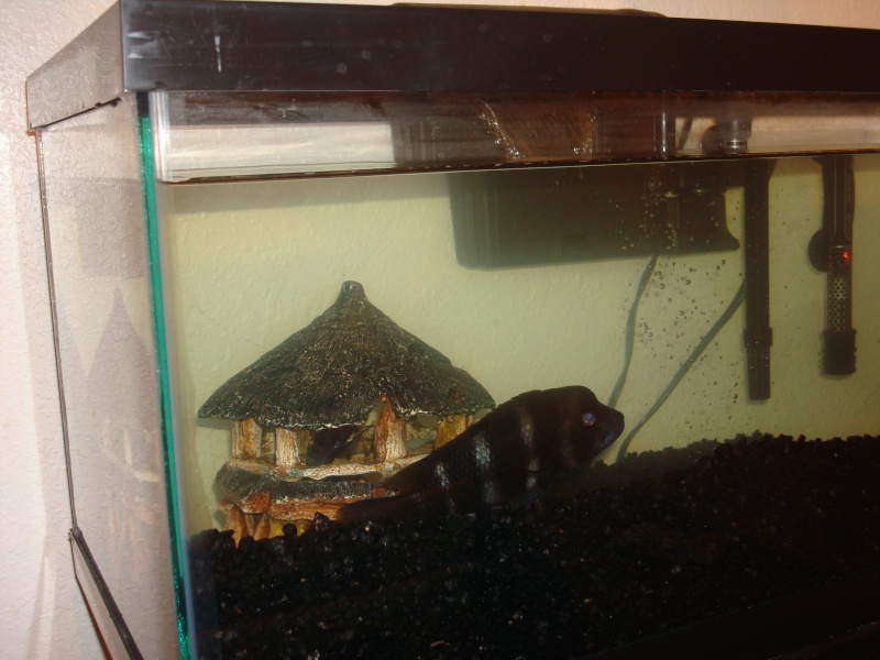 pics of my fish tanks Dsc02518