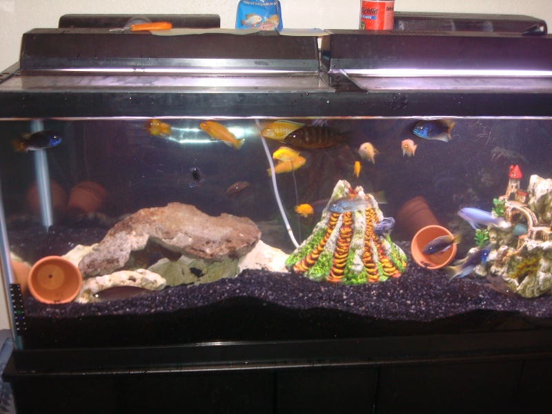 pics of my fish tanks Dsc02519