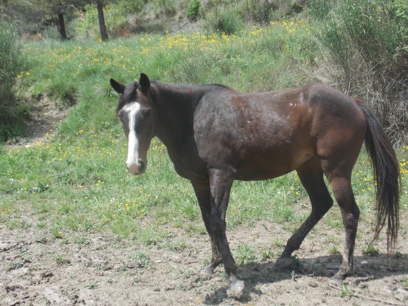 Ultime Chance adoptée loupia !! - Page 18 05910