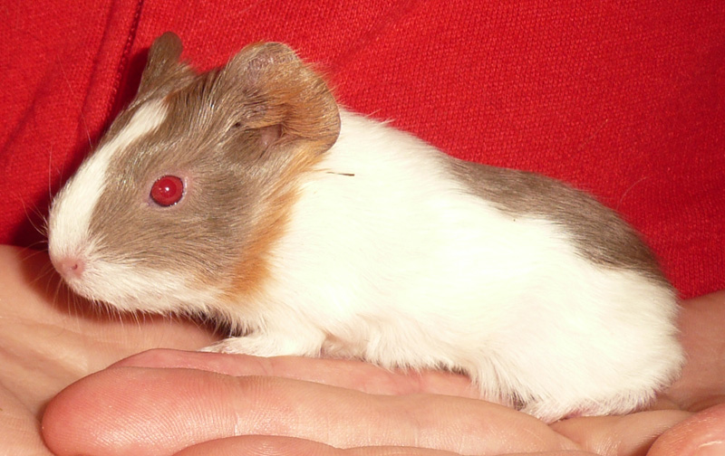 Greta (die Zweite) - w, Babyschweinchen Baby-m10