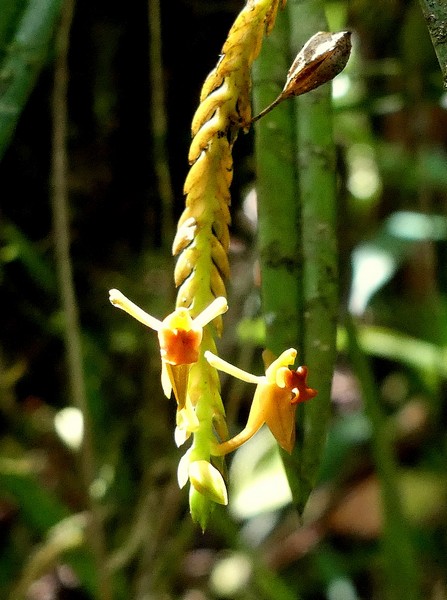 Liste des orchidées de la Réunion séjour 2020 105_st10
