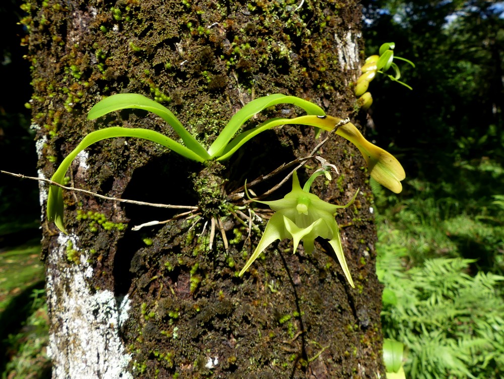 Liste des orchidées de la Réunion séjour 2020 42_aer10