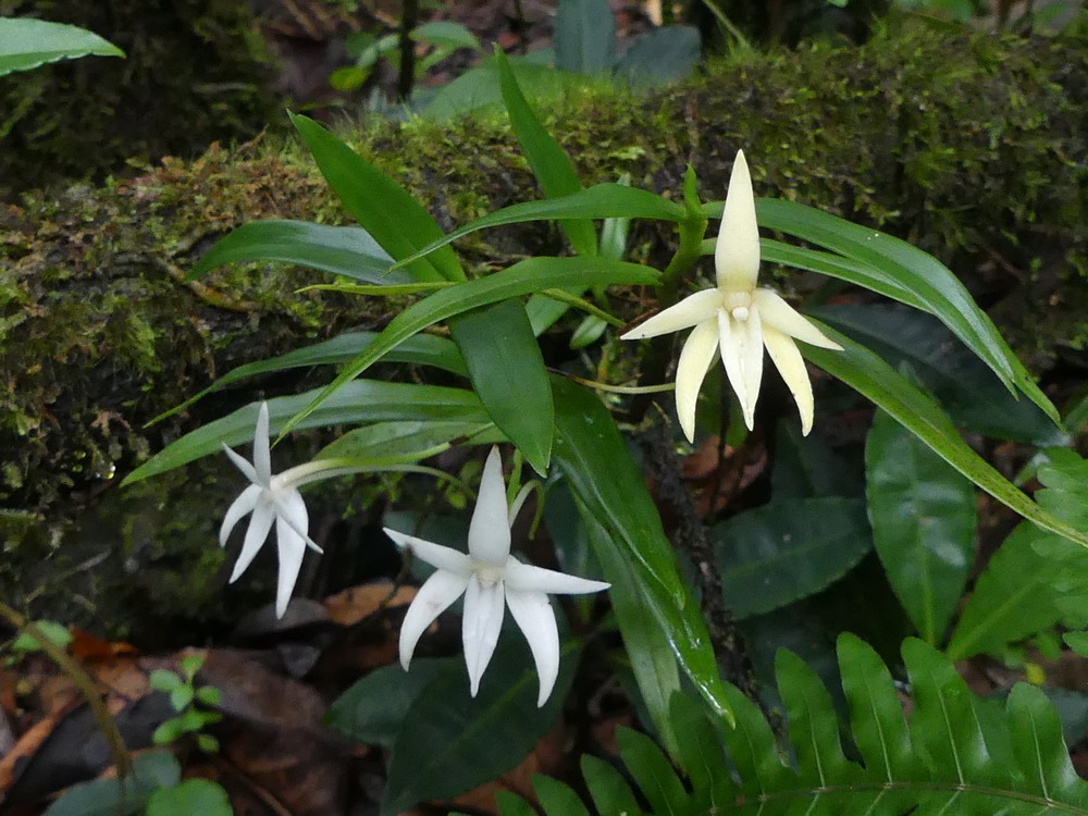 Liste des orchidées de la Réunion séjour 2020 48_ang10