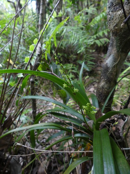 Liste des orchidées de la Réunion séjour 2020 50_ang10