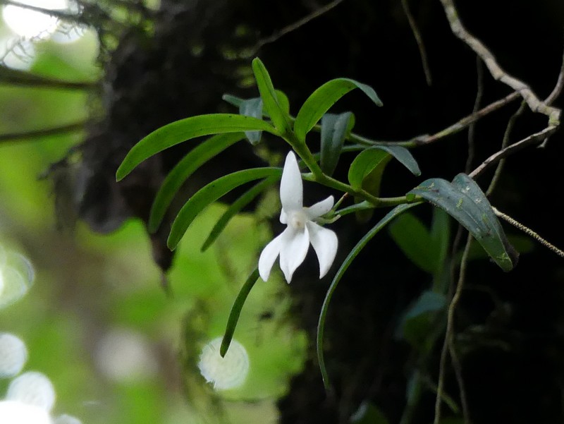 Liste des orchidées de la Réunion séjour 2020 52_ang10