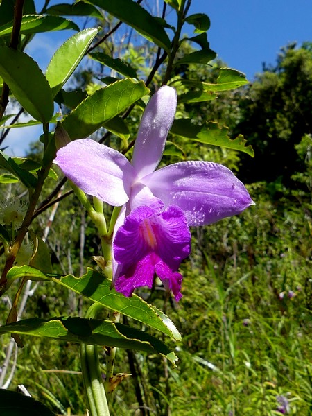 Liste des orchidées de la Réunion séjour 2020 54_aru10