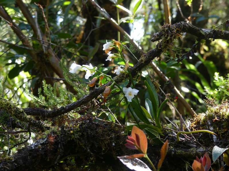 Liste des orchidées de la Réunion séjour 2020 55_bec10