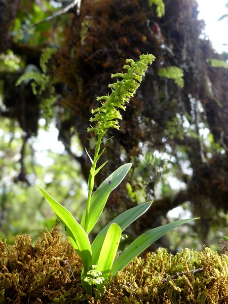 Liste des orchidées de la Réunion séjour 2020 57_ben10