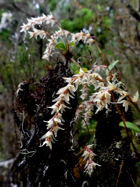 Liste des orchidées de la Réunion séjour 2020 65_bul10