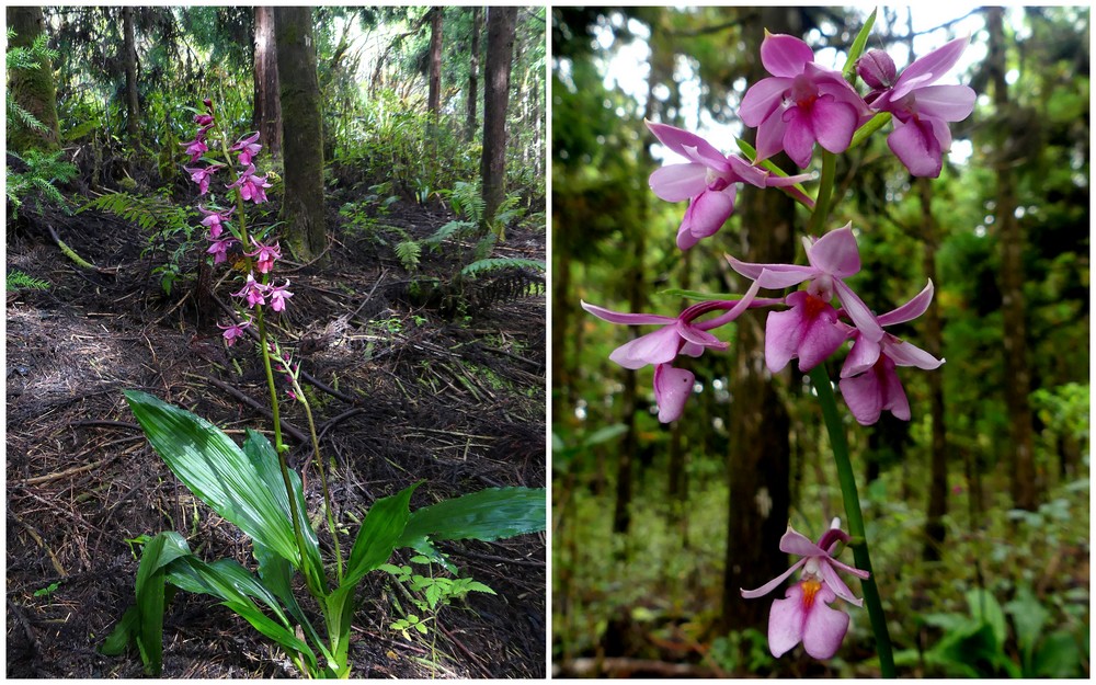 Liste des orchidées de la Réunion séjour 2020 67_cal10