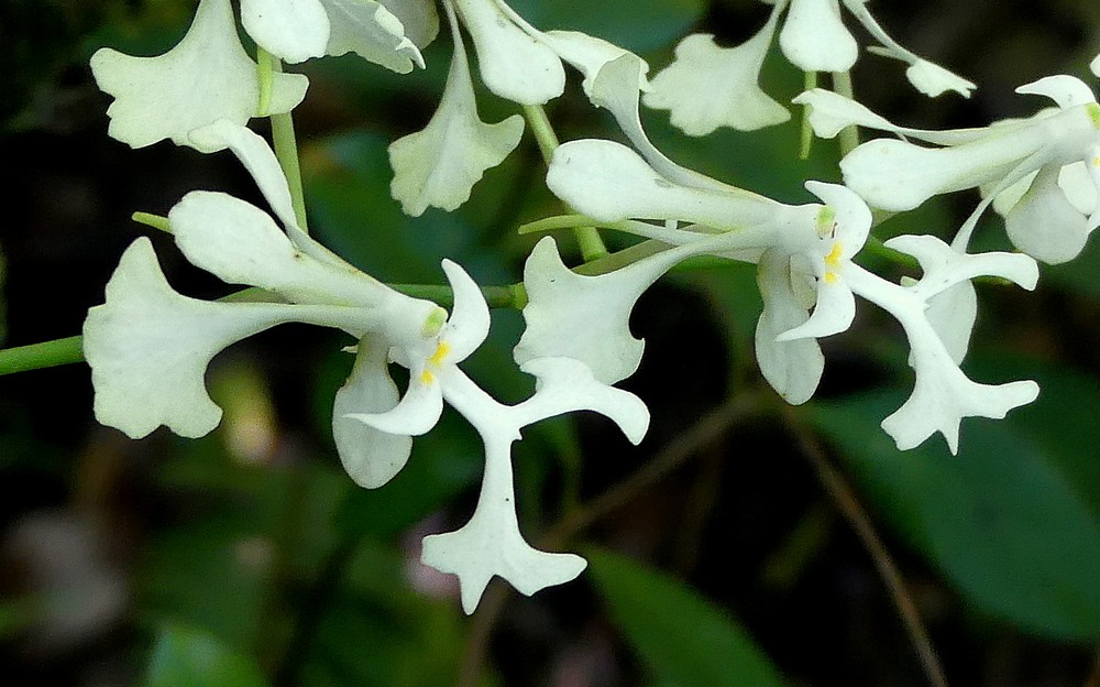 Liste des orchidées de la Réunion séjour 2020 69_cry10