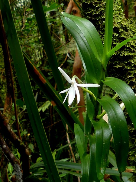 Liste des orchidées de la Réunion séjour 2020 83_jum10