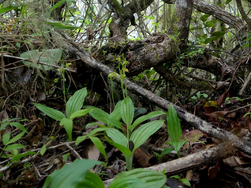 Liste des orchidées de la Réunion séjour 2020 86_lip10