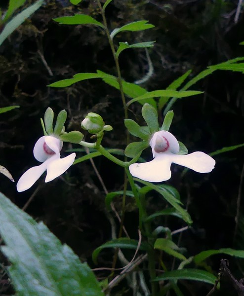 Liste des orchidées de la Réunion séjour 2020 93_oeo10