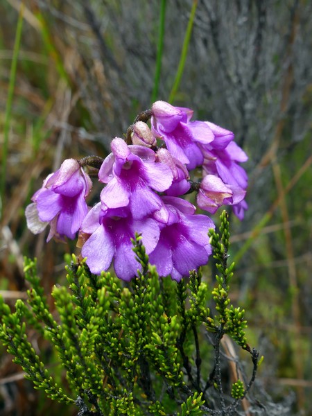 Liste des orchidées de la Réunion séjour 2020 96_phy10