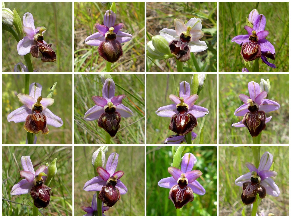 Aveyronensis ... en danger ! Ophrys16