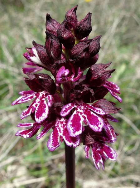 Votre plus bel Orchis purpurea Orchis10