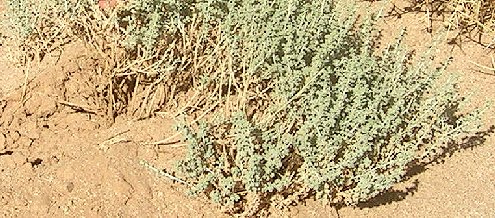 La végétation du désert Saharien Veg44610