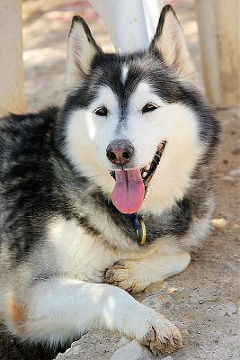 rubia - Rubia husky sauvée de l'euthanasie,PAS DE CHATS  NEE 12/2005/REFU ESPAGNE  ADOPTEE 16493010