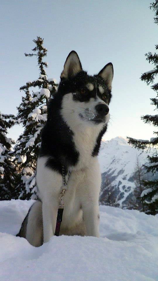 ALASKA husky (f)2009.noir et blanc REF40  ADOPTEE 93144310