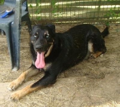 AMAROK beauceron x husky ,né le 01-01-2004 REF:44  ADOPTE Amarok10