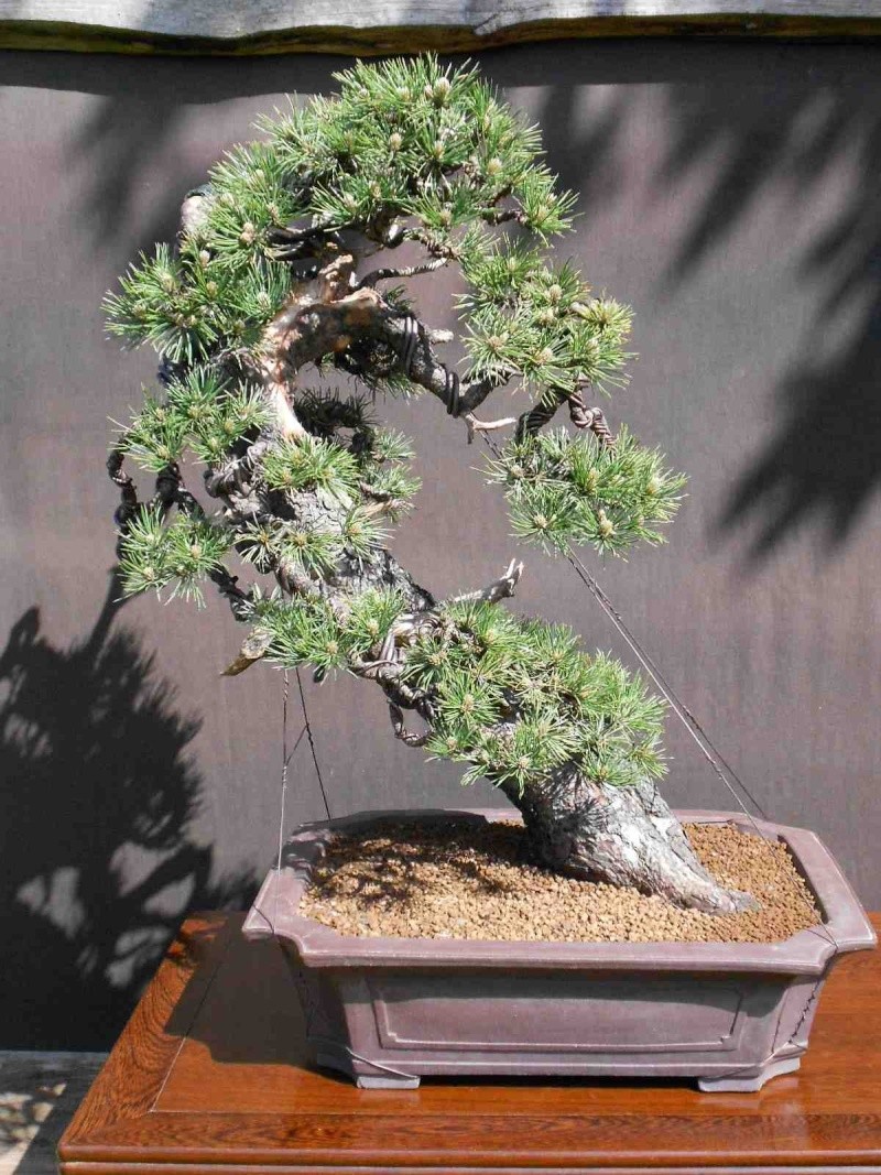 Pinus uncinata in a classic Japanese style - Page 2 310