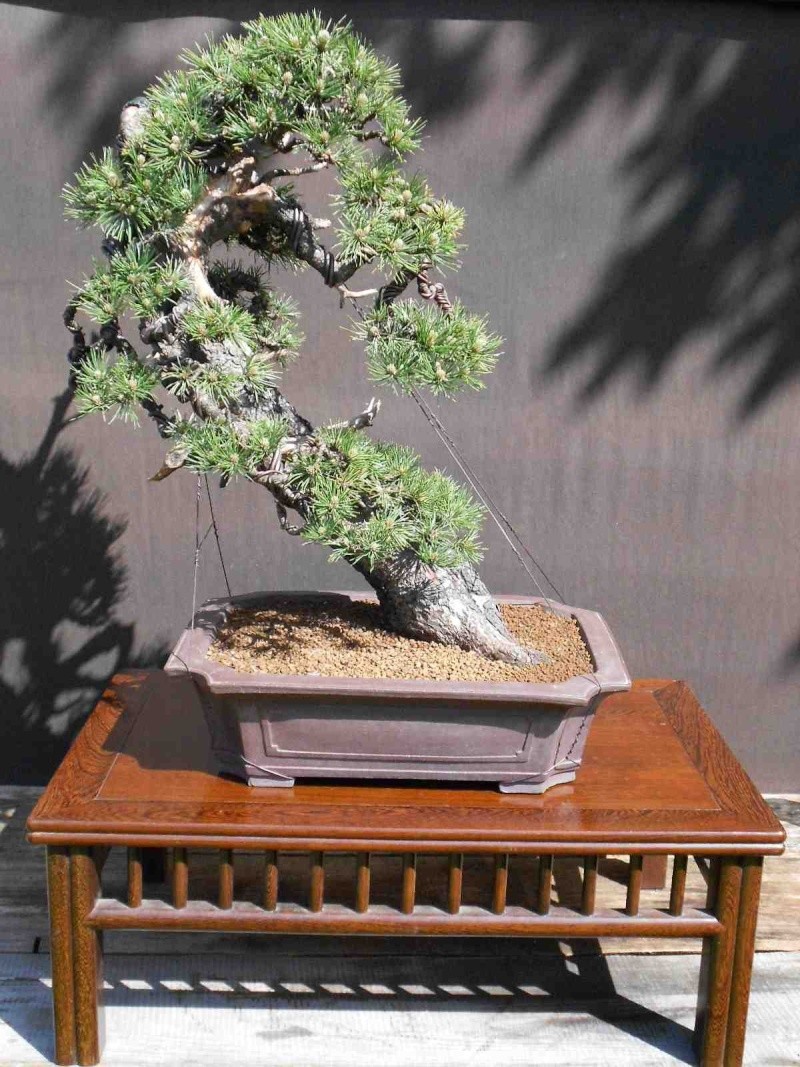 Pinus uncinata in a classic Japanese style  - Page 2 410