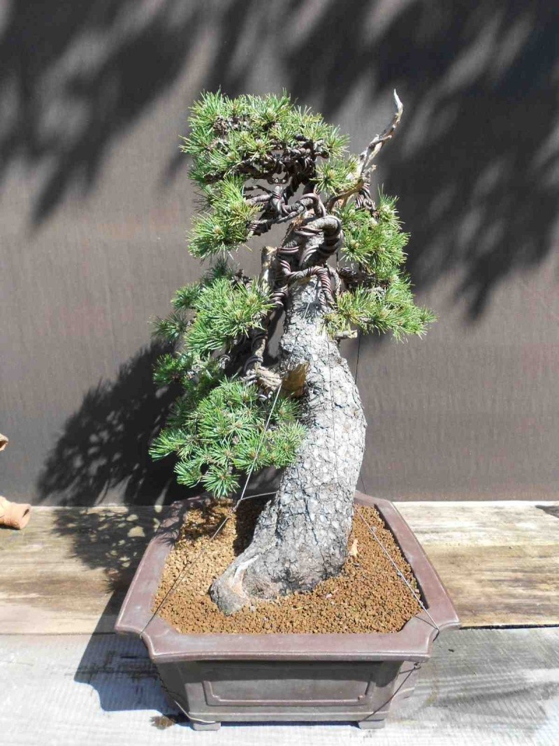 Pinus uncinata in a classic Japanese style  - Page 2 510