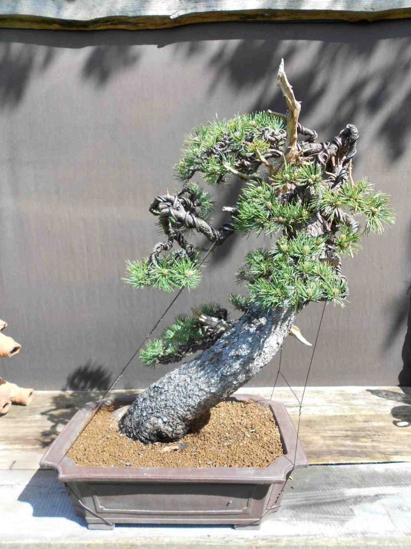 Pinus uncinata in a classic Japanese style - Page 2 610