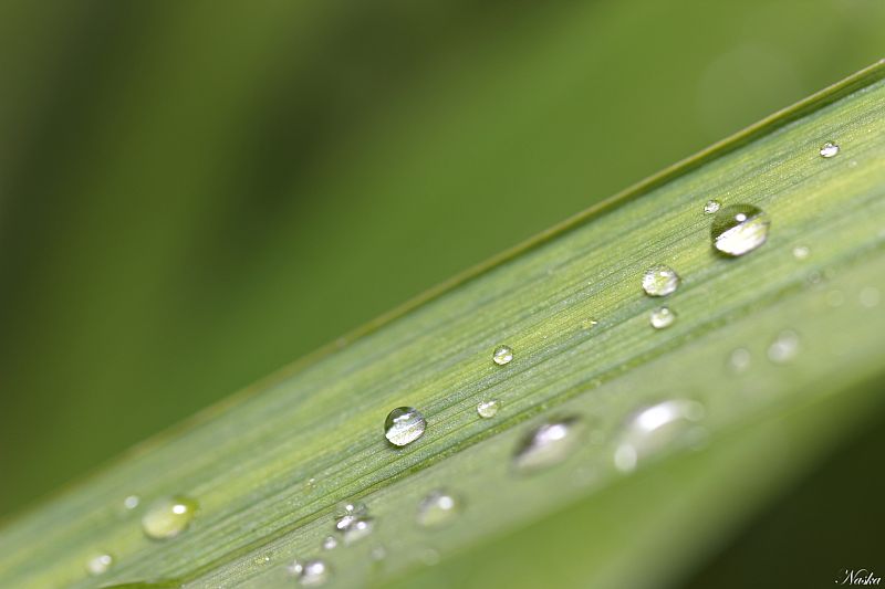 Perle de pluie Feuill10