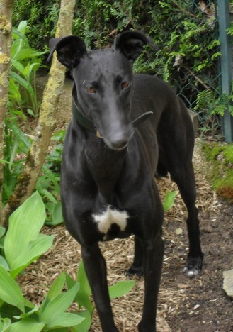 BORRACHA superbe galga noire  Adoptée  - Page 3 Image_16