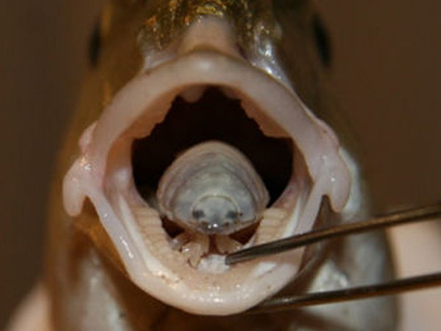 Les poissons victimes d’un parasite qui dévore et remplace leur langue Un-par11
