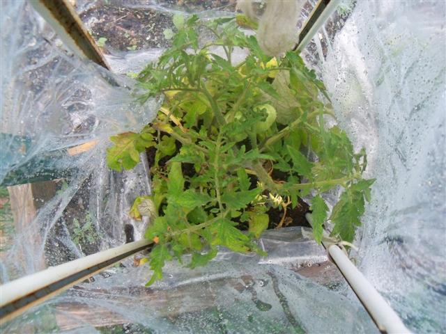Earliest Tomato experiment. - Page 2 05-12-10
