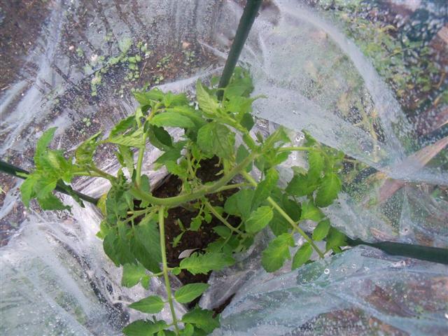 Earliest Tomato experiment. - Page 2 05-12-11